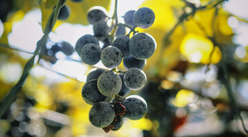Eine Traube hochwertiger roter Beeren am Rebstock vor unscharfen Blättern aus geringer Schärfetiefe im Hintergrund