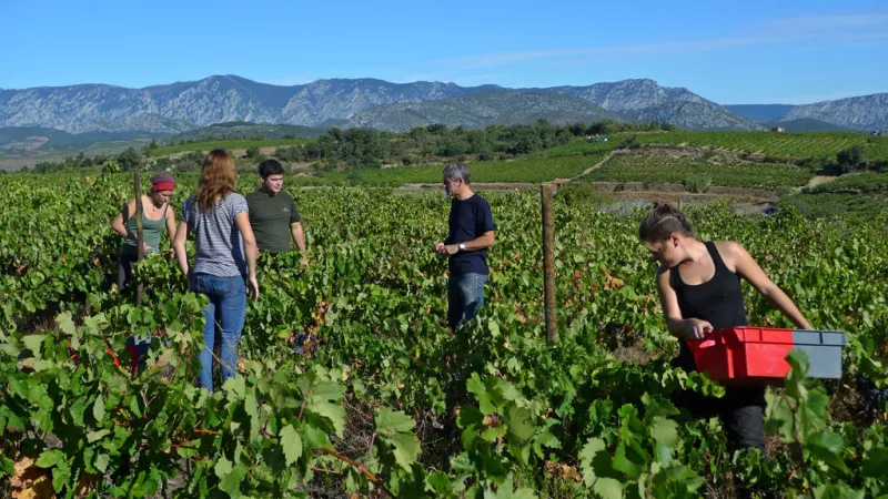 Lese der Carignan blanc Trauben auf Modat